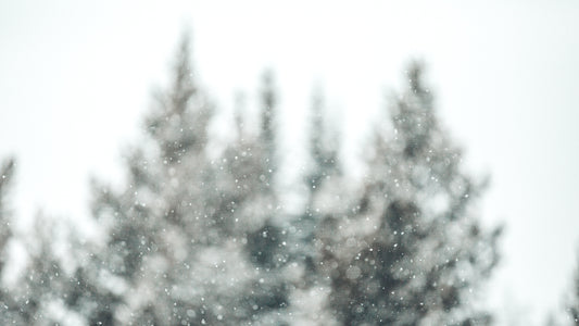 Snowy trees