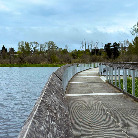 Boardwalk trail curves across a lake with trees and greenery in the background
