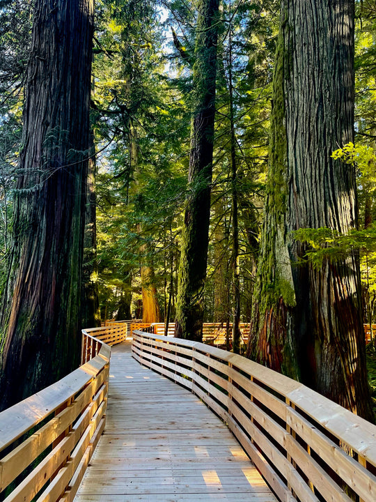 Wooden path leading through tall tree trunks through a green forest.