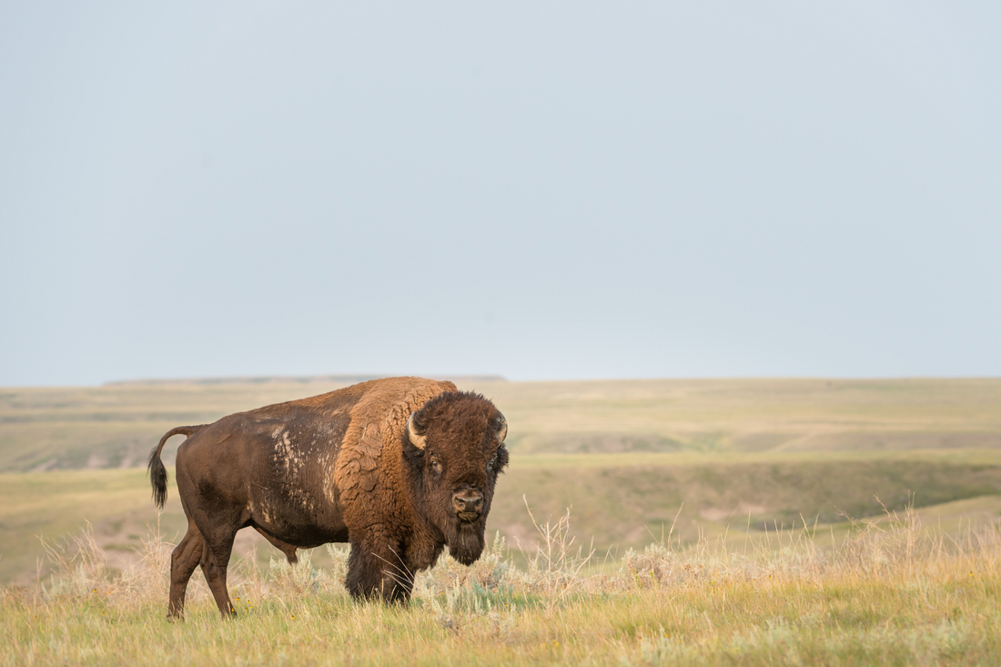 Bison in the middle of a grassy field and grey skies.