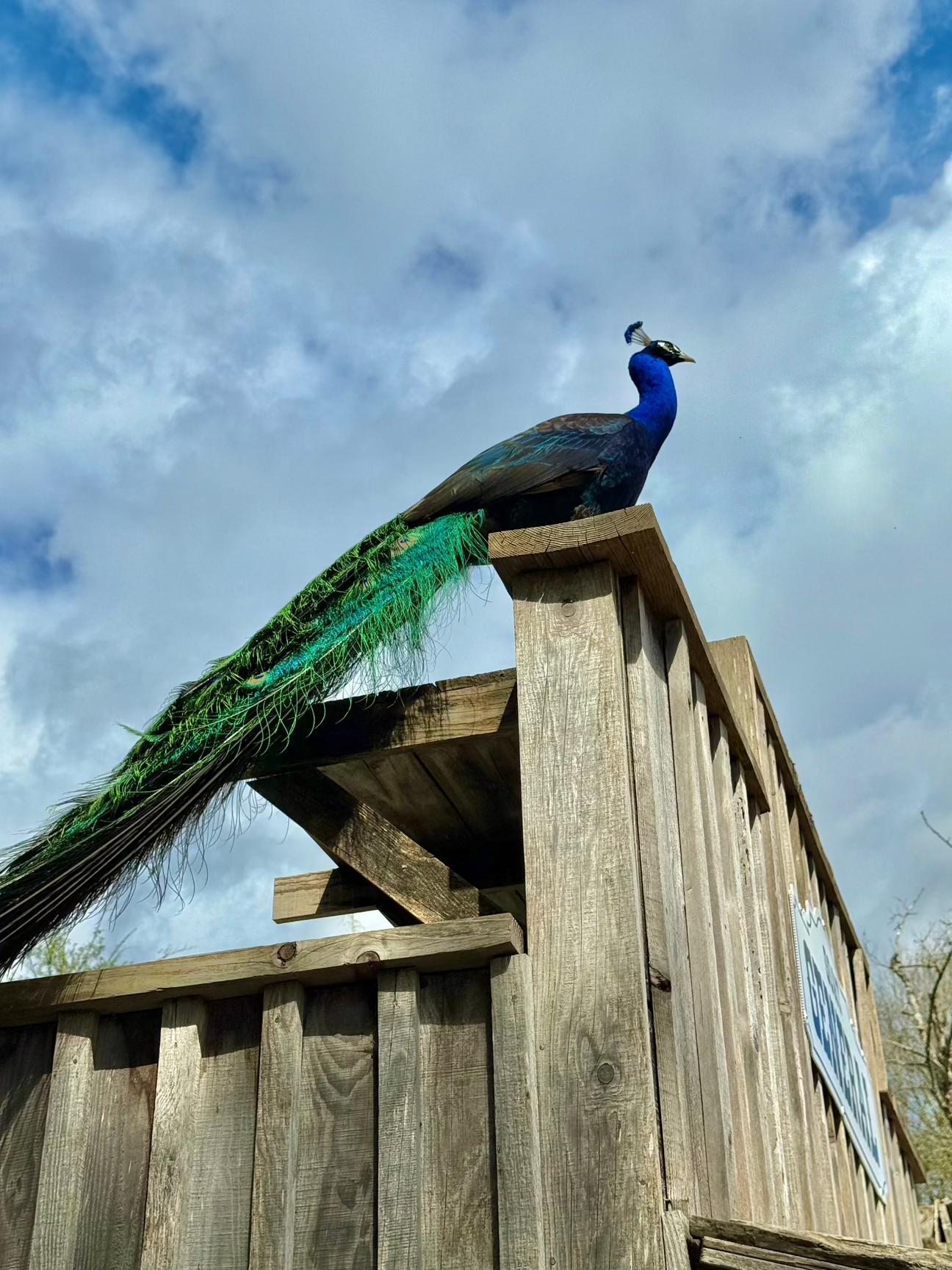 Peacock sitting on top of a wooden building.