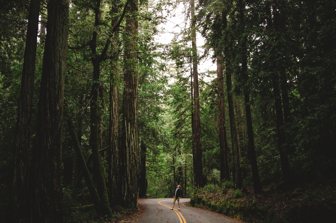 Man standing on a road looking up among towering trees