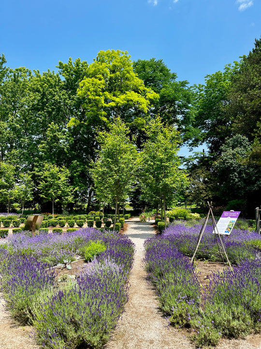 Lavender garden with a path leading through trees under a clear blue sky