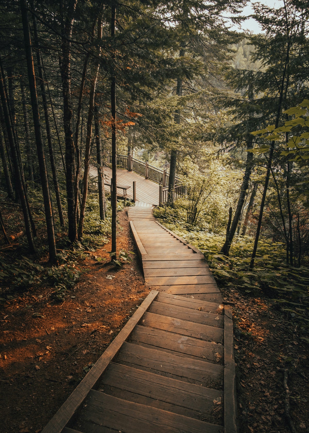 A wooden boardwalk through a pine forest.