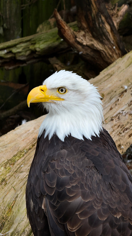 Close up of a bald eagle in front of wooden logs.