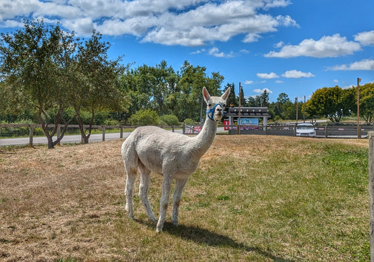 Butter Tarts, Boos & Brews