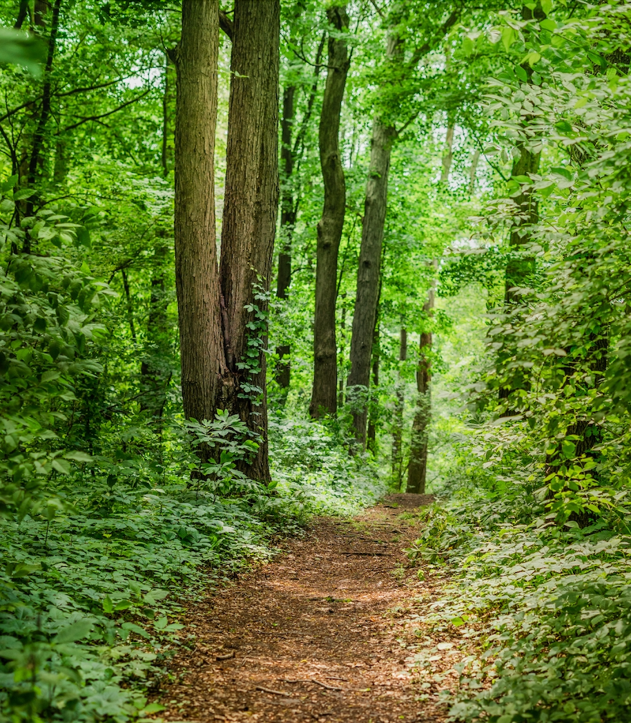 A trail through a lush green forest.