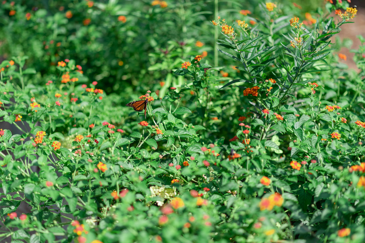 Bright orange wildflowers in a green meadow.