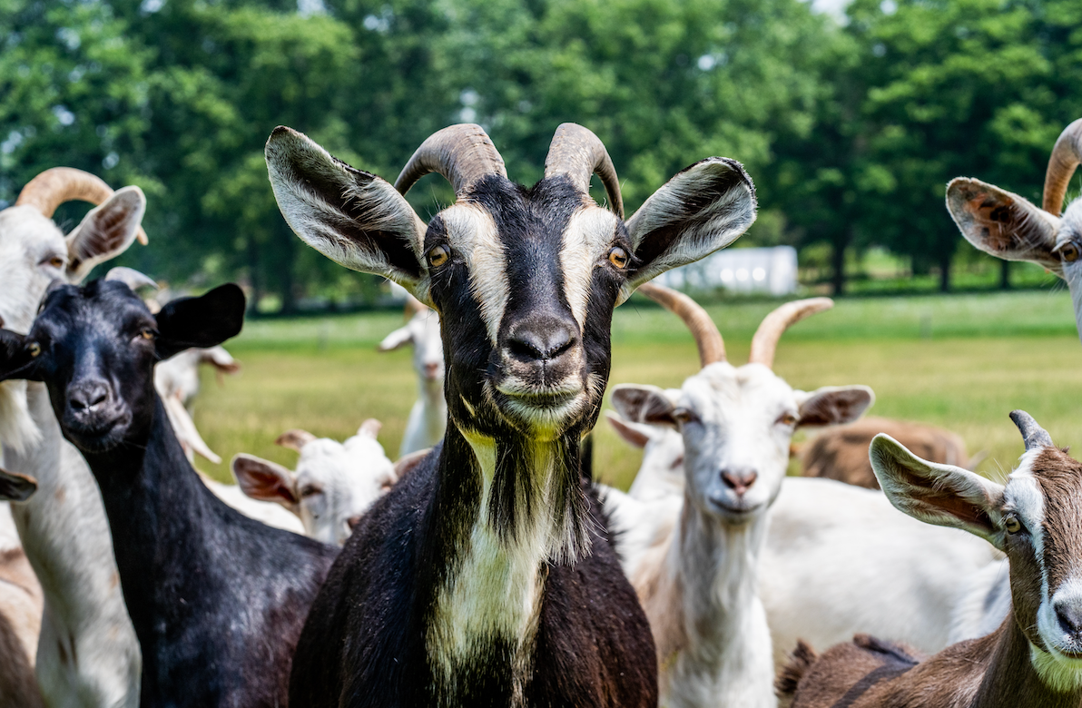 A group of goats in a field.