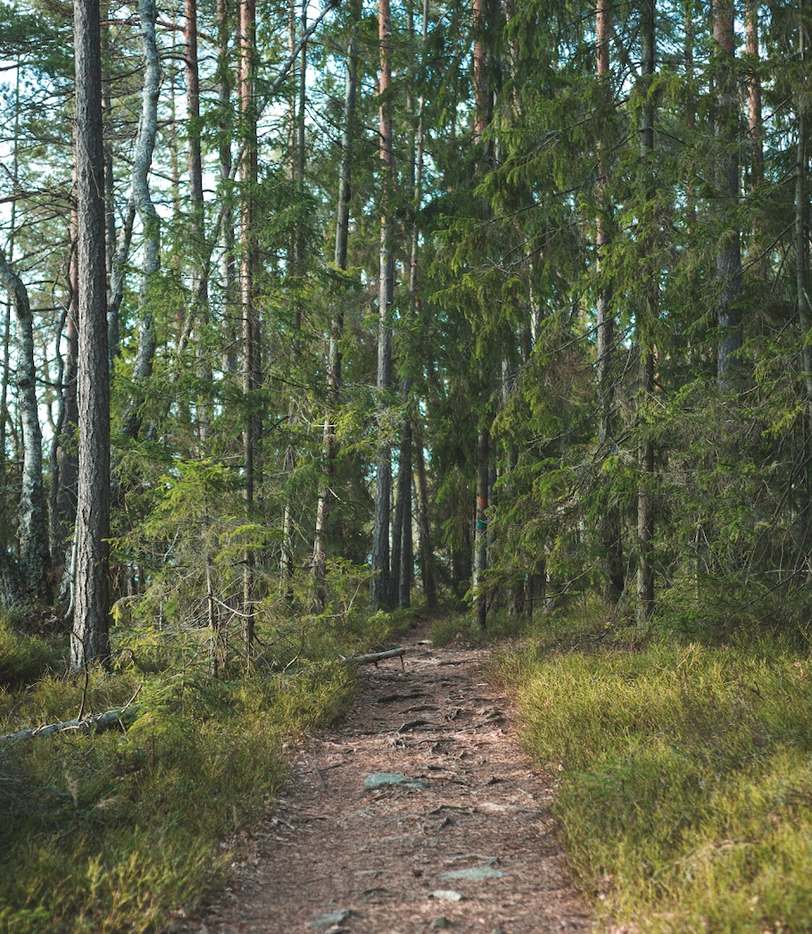 Path through forest.