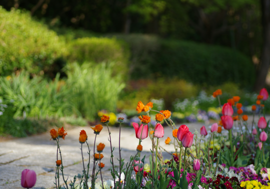 Vibrant garden with various flowers of different colors.