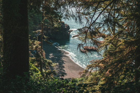 Scenic view of a beach with trees and water