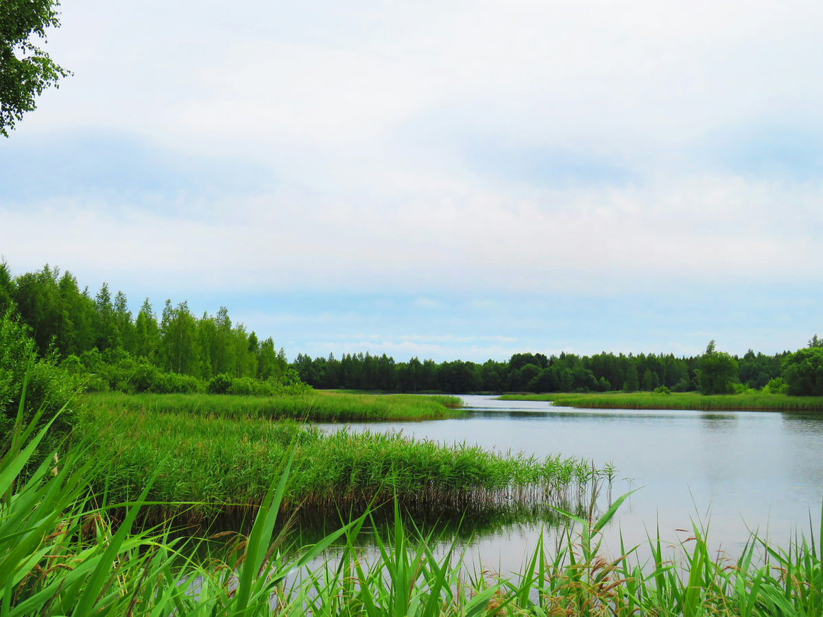 A calm marsh and pond under a cloudy sky.