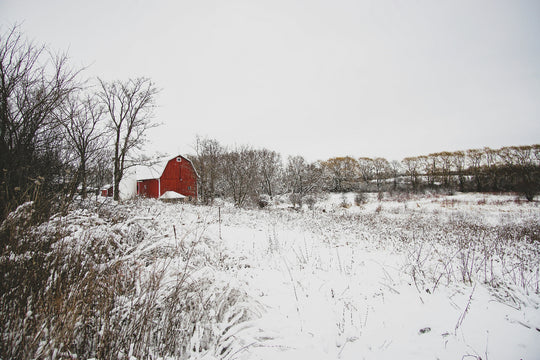 Red barn in a snowy landscape with bare trees.
