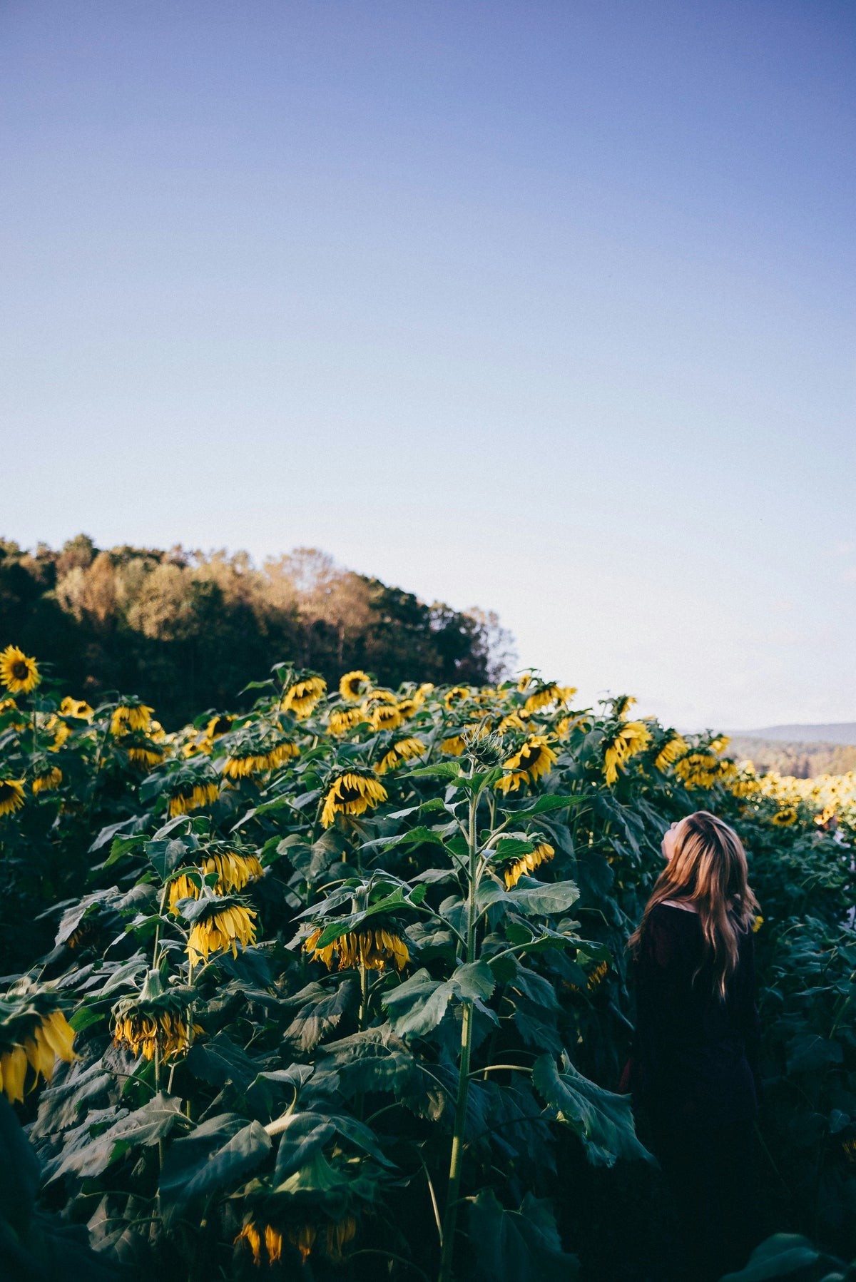 Wildflowers on a hillside under a clear sky.