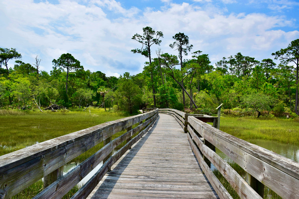 A wooden boardwalk through coastal greenery.