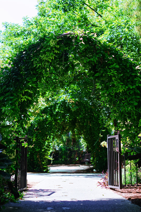 Arches of vines in front of a black iron gate
