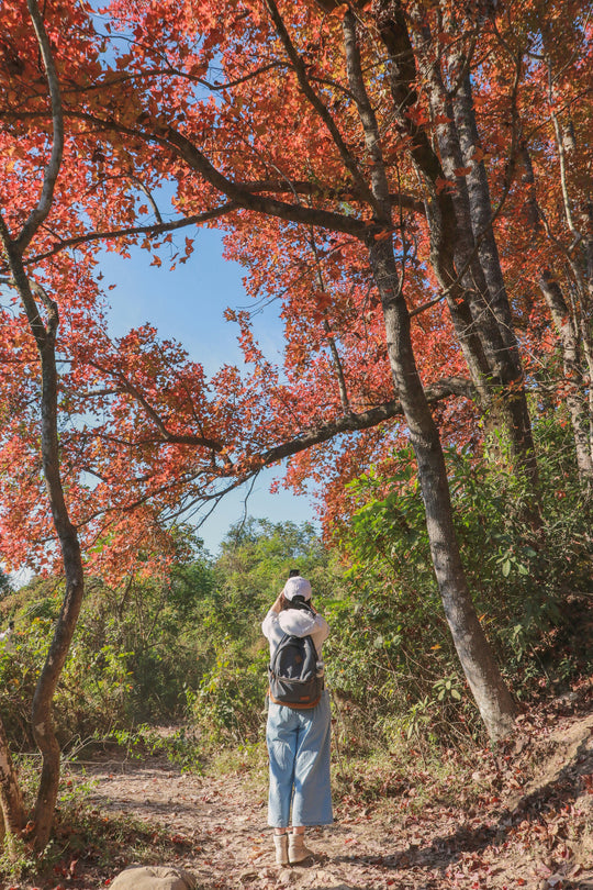 Woman taking a photo of tall red-leaved trees on a forest trail.