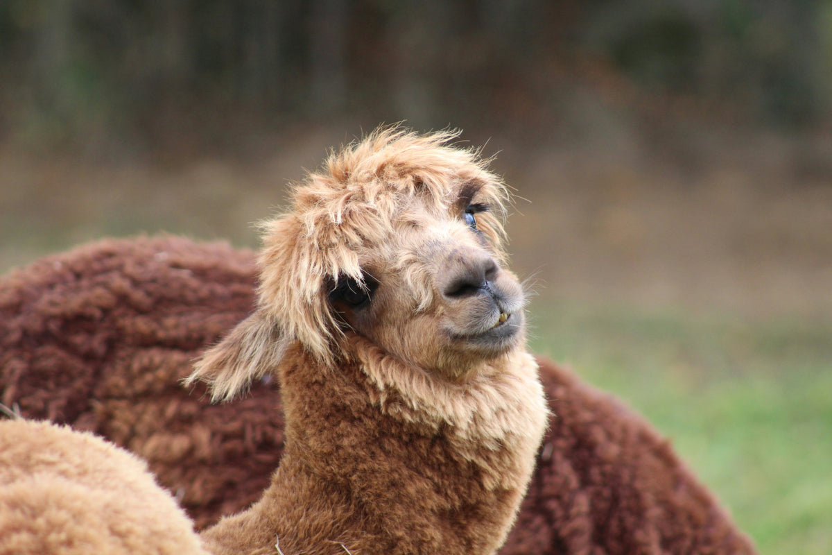A fluffy alpaca looking at the camera.