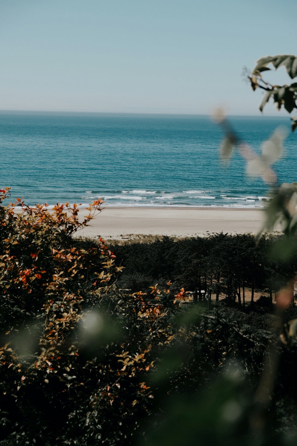 A view of the ocean through coastal shrubs.