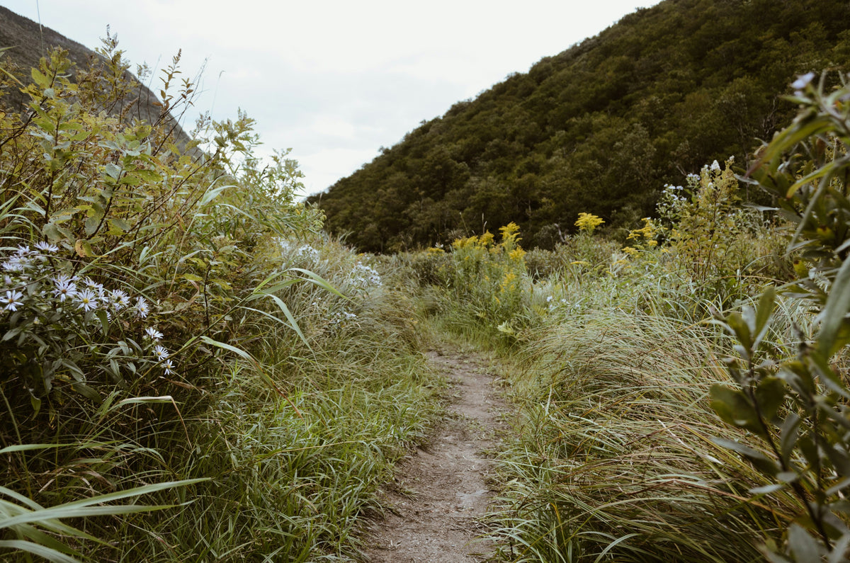 A grassy coastal trail through the hills.