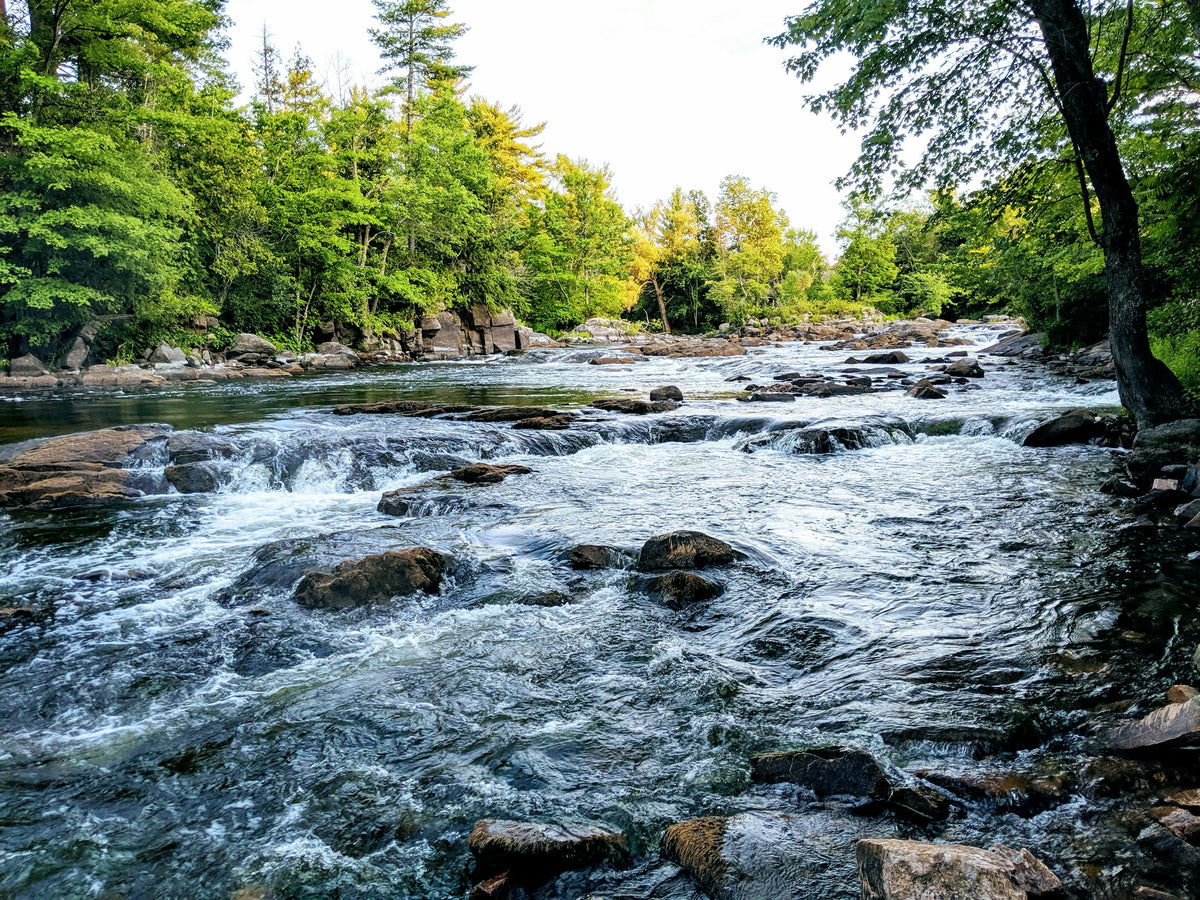 A rocky river flowing through a green forest.