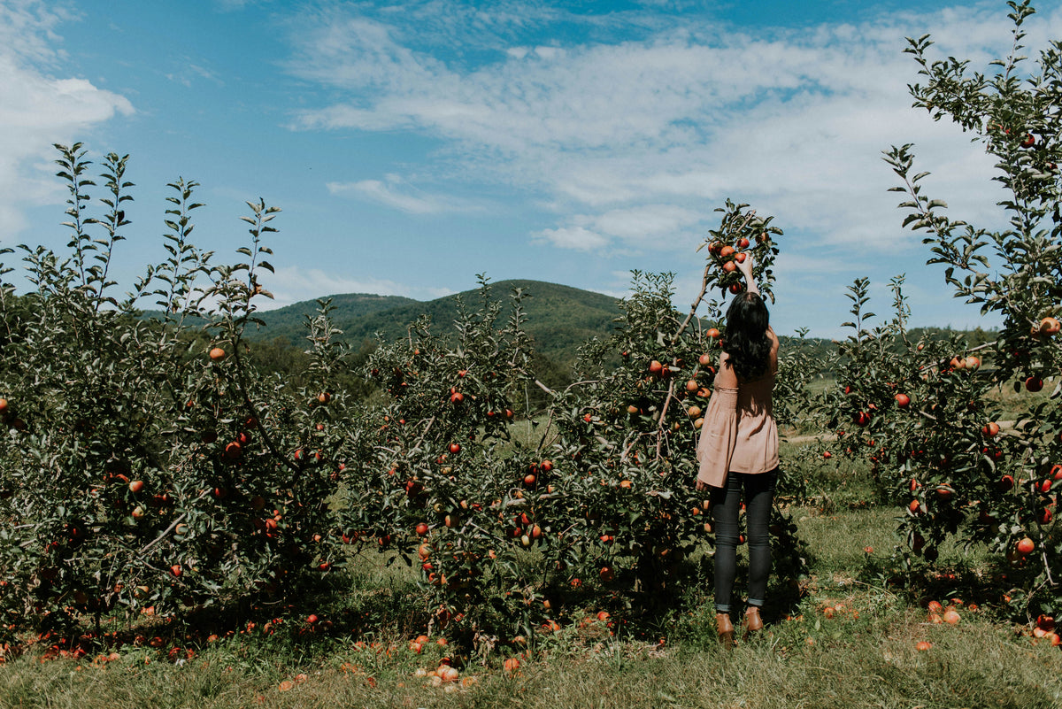 A person walking through an orchard with hills behind.
