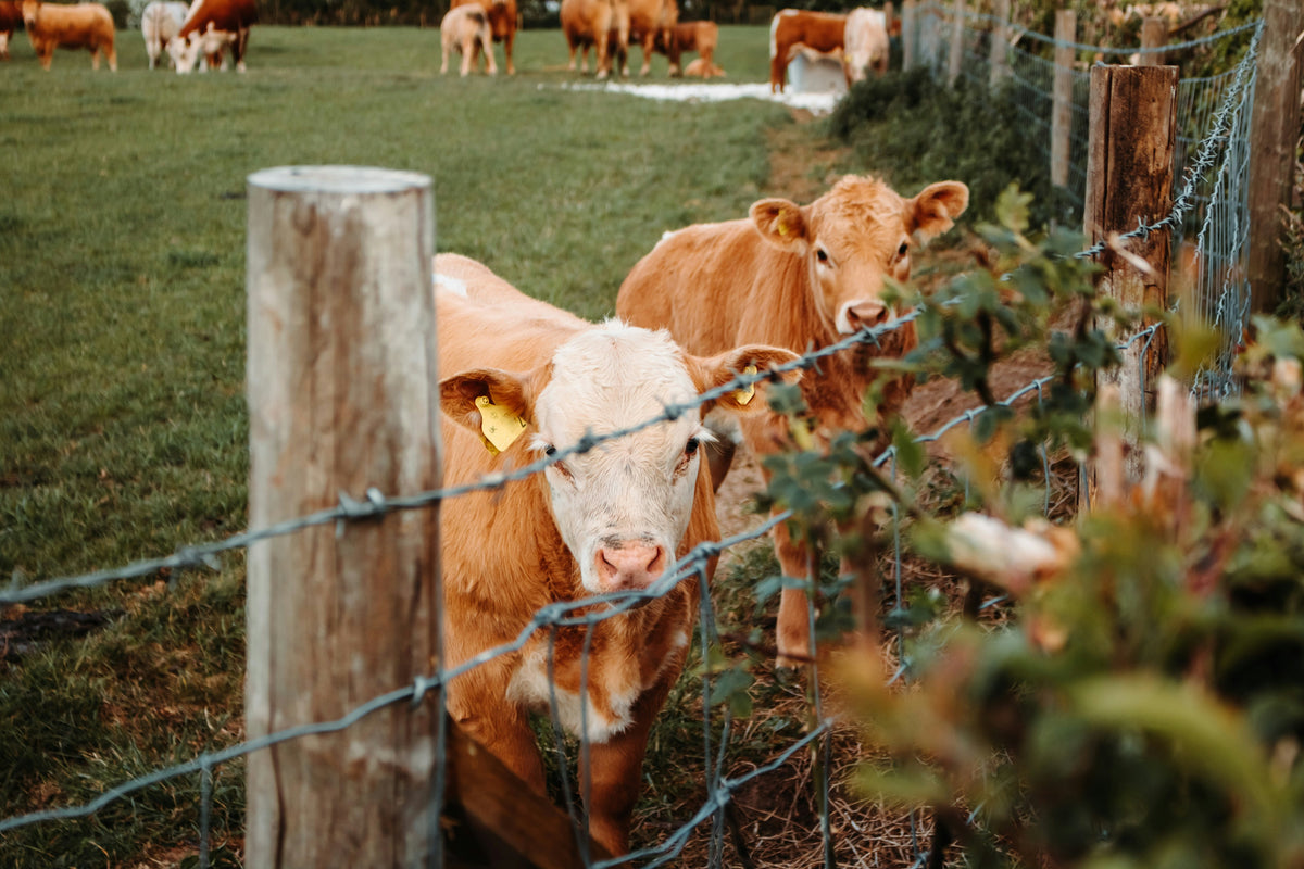 Cows behind a wooden fence in a grassy field.