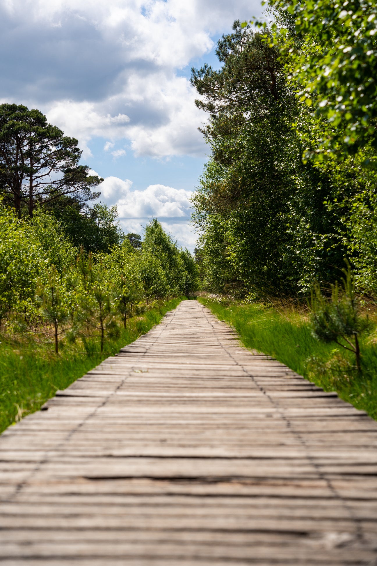 Wooden boardwalk surrounded by greenery