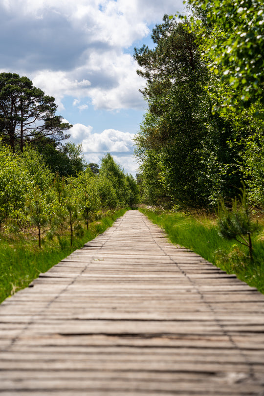 Wooden boardwalk surrounded by greenery