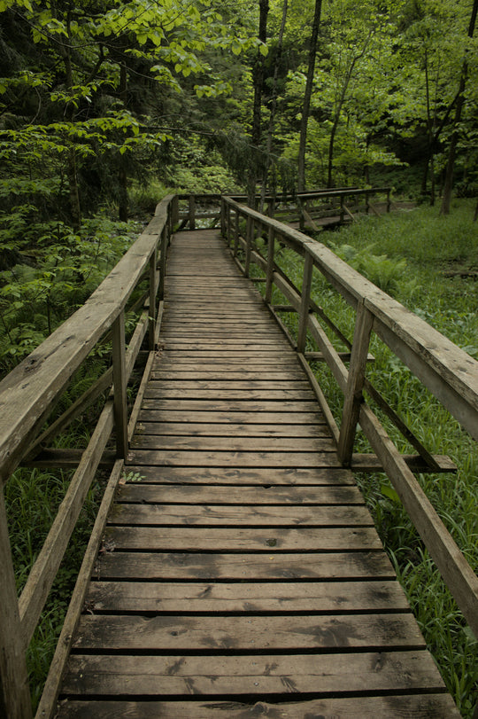 Wooden boardwalk leading through a lush green forest