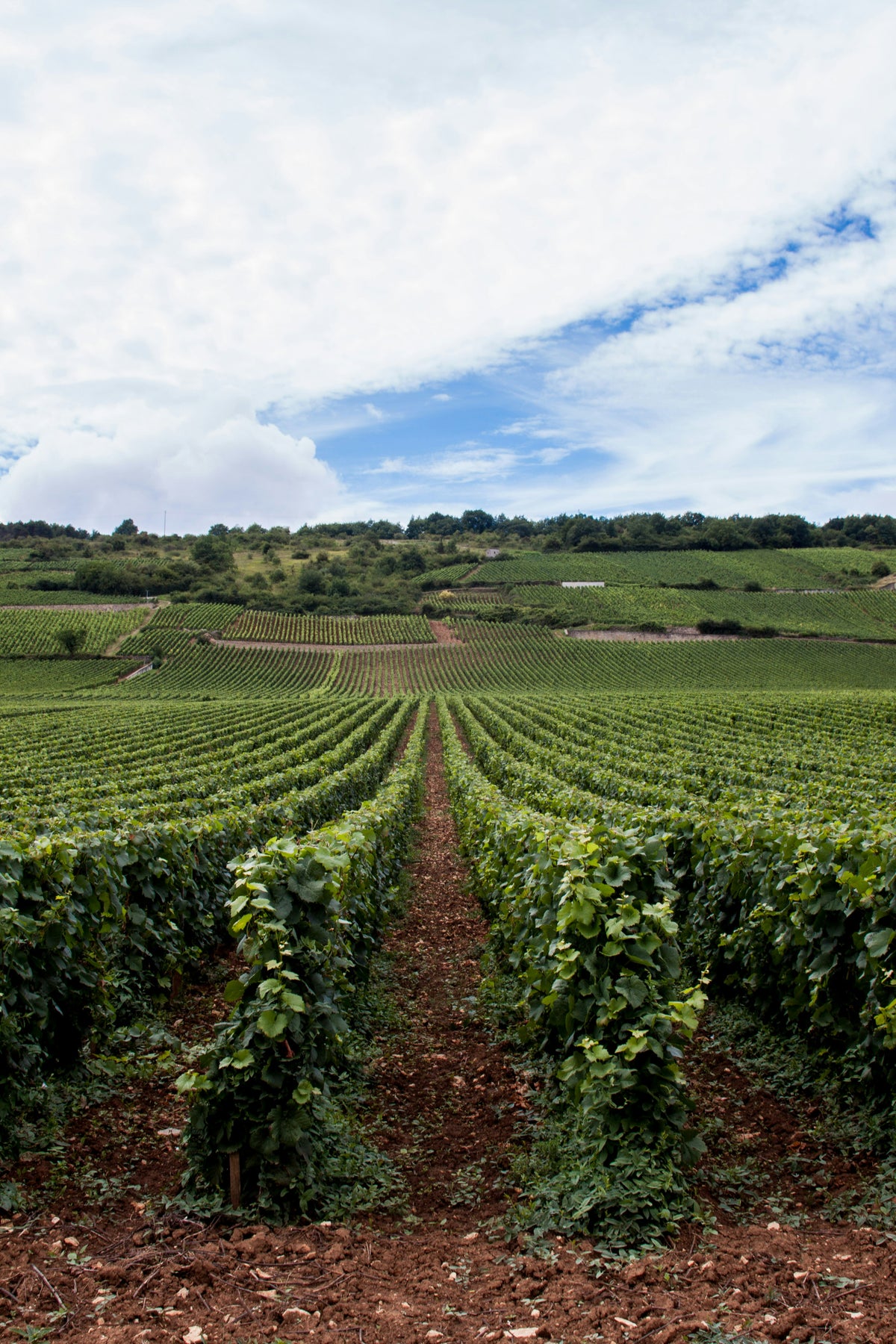 Rows of grapevines at a vineyard.