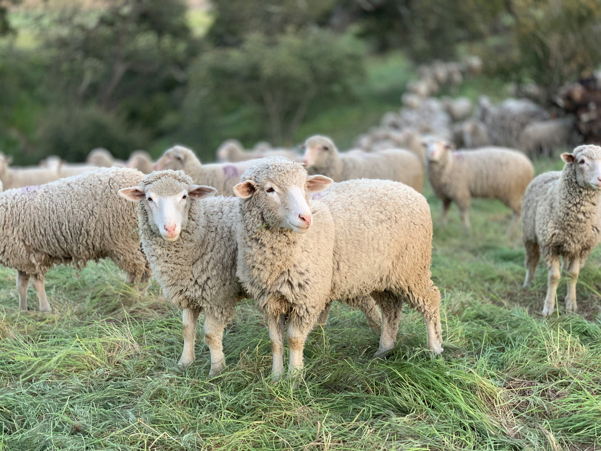Group of sheep in a grassy field.
