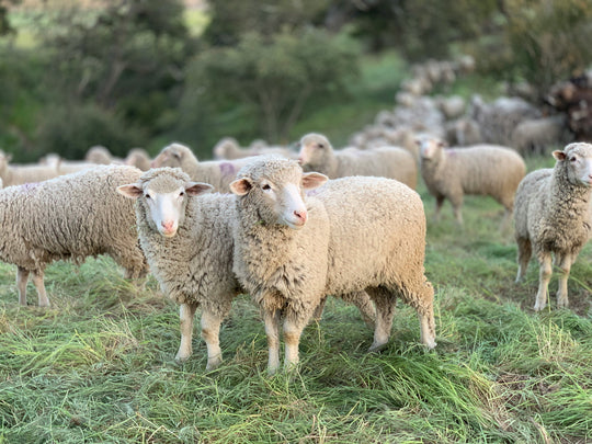 Group of sheep in a grassy field.