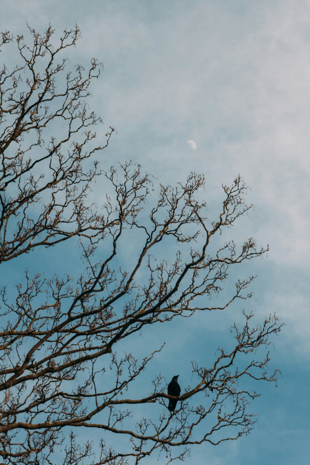 Bare tree branches against a grey sky.