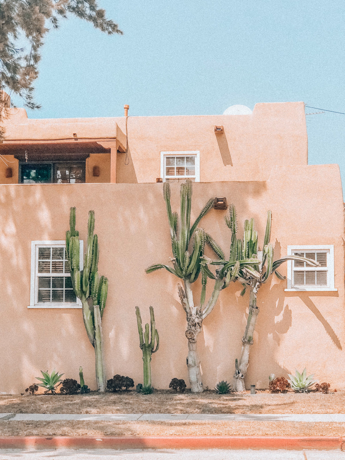 A pink adobe building with tall cactus out front.