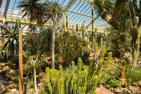 Greenhouse with lots of cactuses