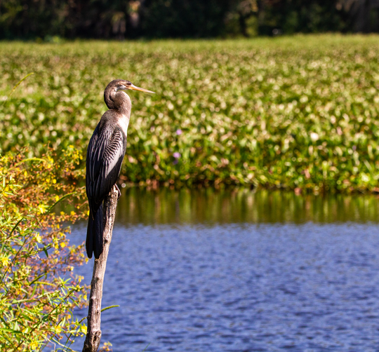 Bird by the water.