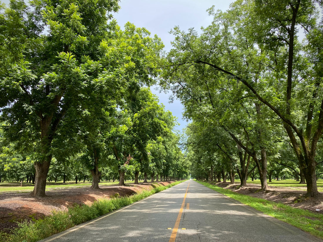 Tree lined road