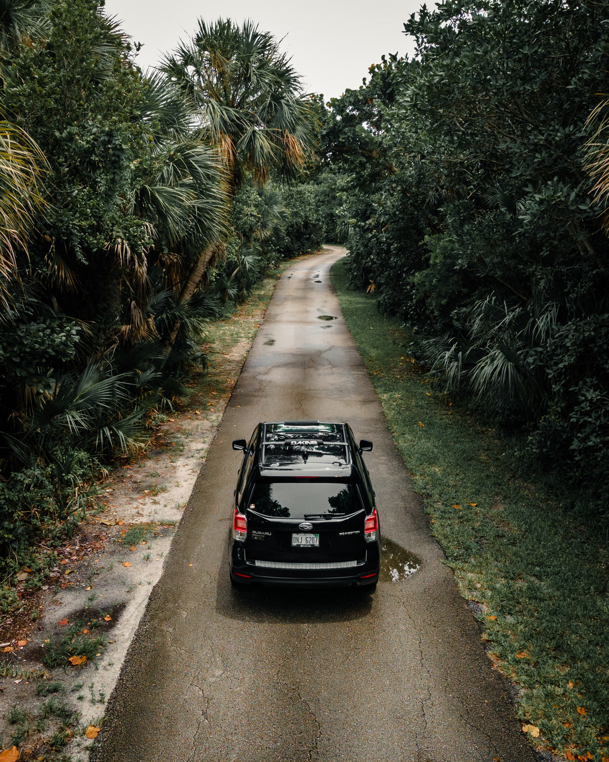A car driving down a narrow road through palm trees.