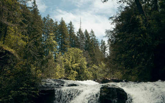Trees above a waterfall.