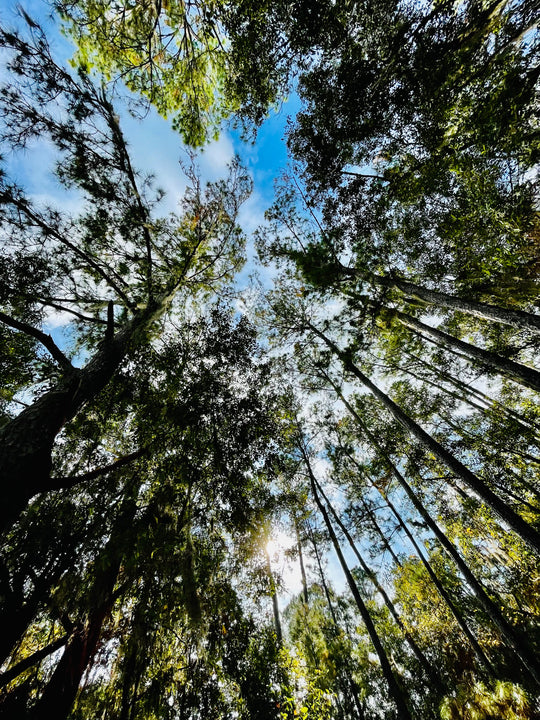Old Florida Trail