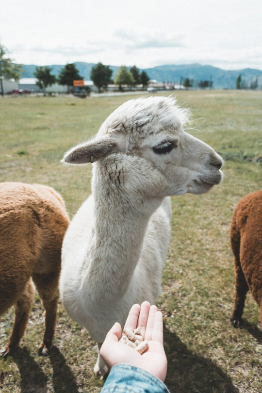 Alpaca being fed pellets.