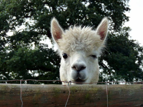 Alpaca winking at the camera.