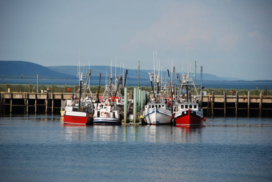 Boats lined up in water.