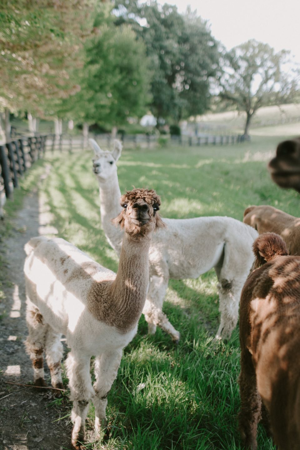 Alpacas grazing in a fenced pasture.