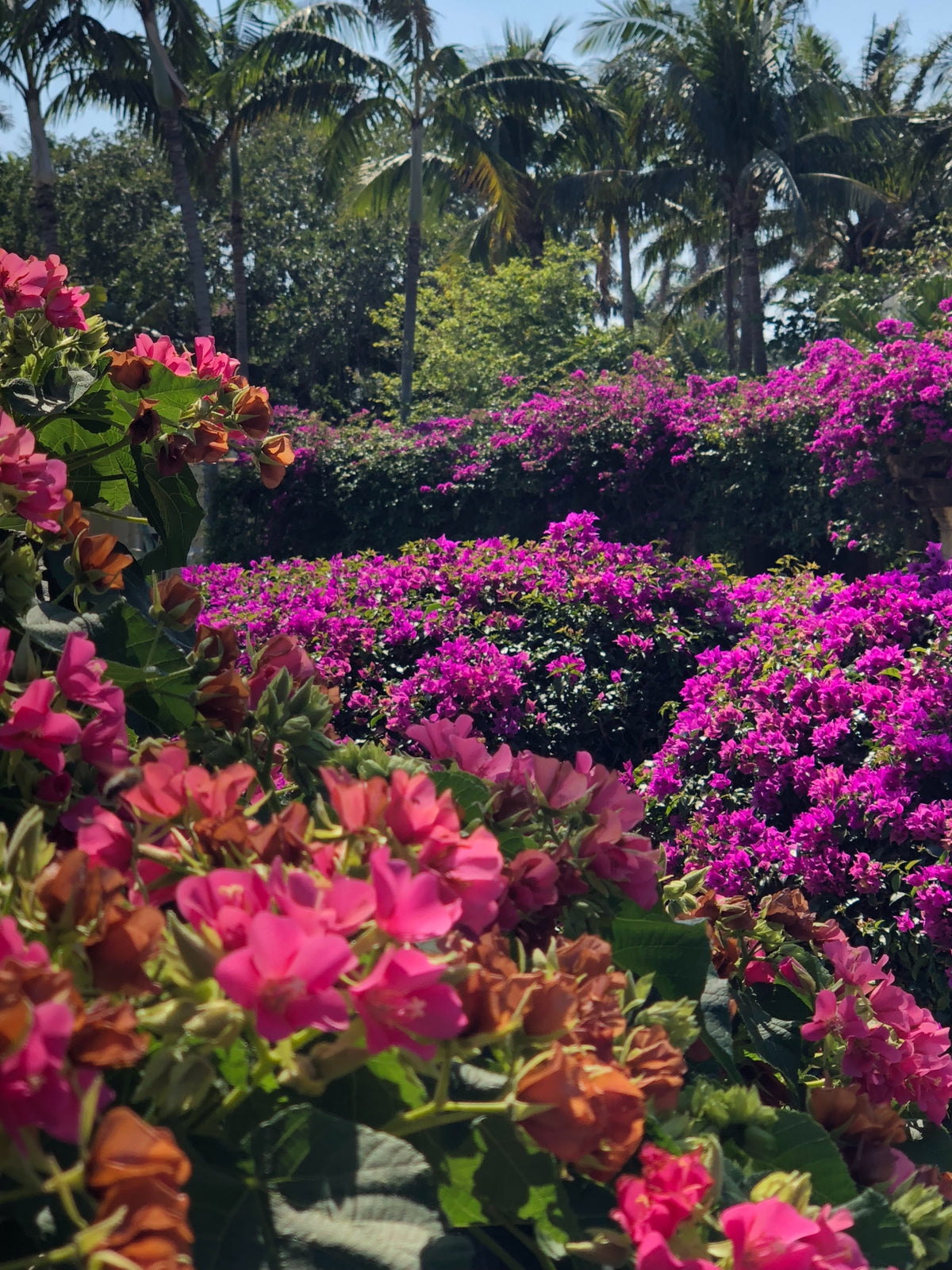 Bright pink bougainvillea in a garden.
