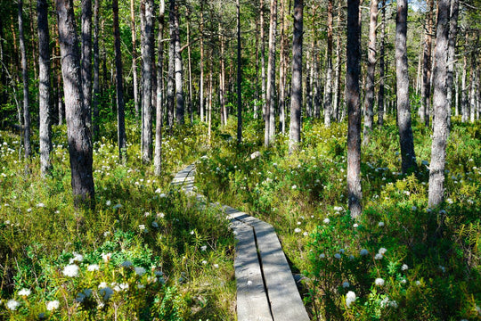 A winding path through a dense forest, surrounded by tall trees.