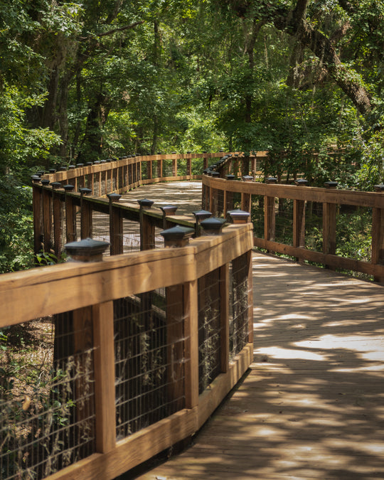 Boardwalk through forest.
