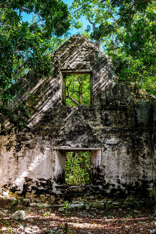 Ruins of an old building overgrown with trees and plants